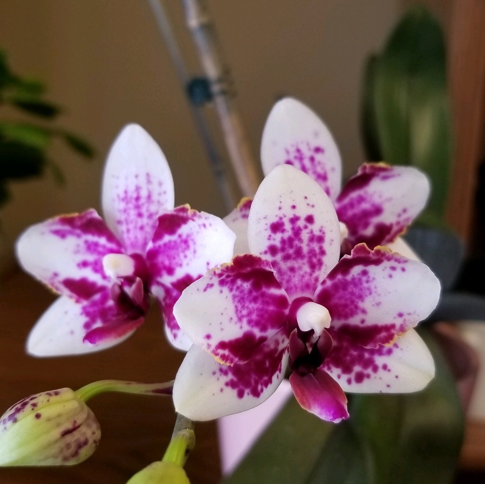 Meet your Posher, Paula